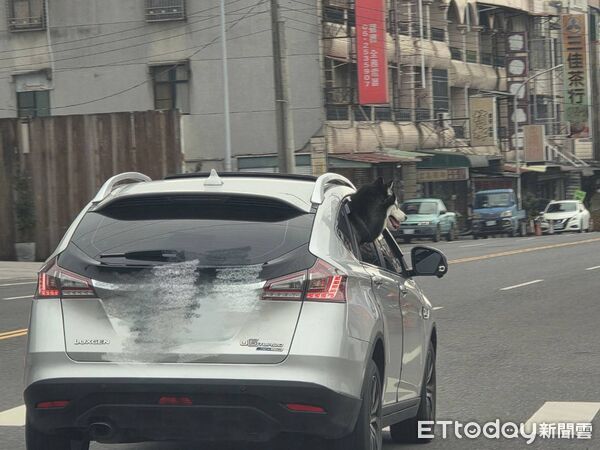 ▲▼   阿里山公路哈士奇夠頭伸出窗外吹風  。（圖／民眾提供）