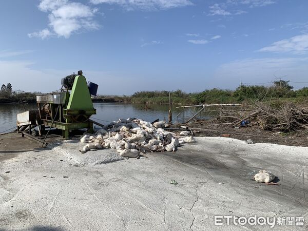 ▲口湖鄉一處魚塭旁遭棄置大量肉鵝屍體，引發防疫單位關注。（圖／記者游瓊華翻攝）