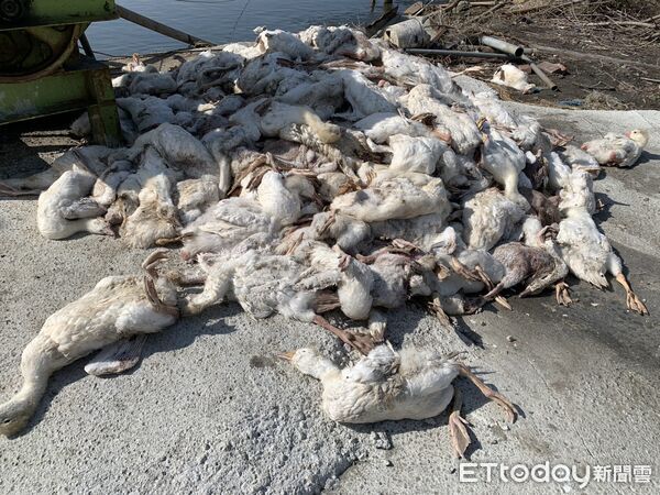 ▲口湖鄉一處魚塭旁遭棄置大量肉鵝屍體，引發防疫單位關注。（圖／記者游瓊華翻攝）