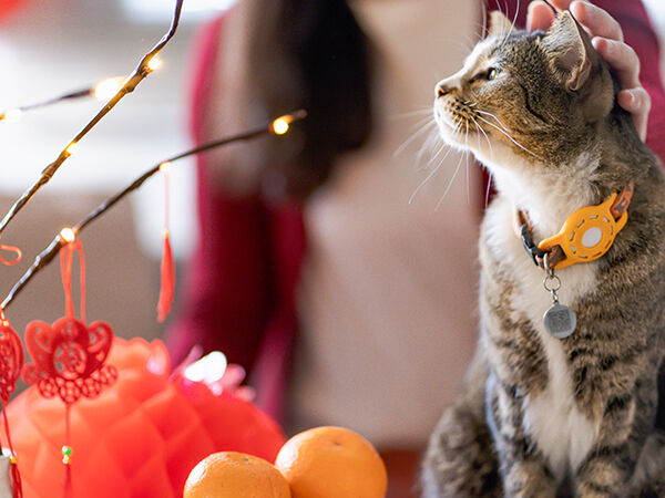 慈愛動物醫院過年營業時間。（圖／慈愛動物醫院提供）
