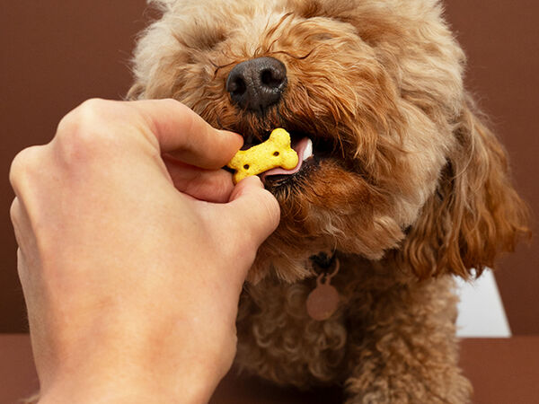 慈愛動物醫院過年營業時間。（圖／慈愛動物醫院提供）