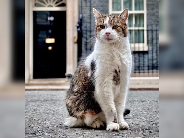 英國首席捕鼠大臣賴瑞下週將在唐寧街任職滿15年，是當今英國政壇最穩定的官員，表現讓網友一致好評。（翻攝自Dominic Dyer臉書）