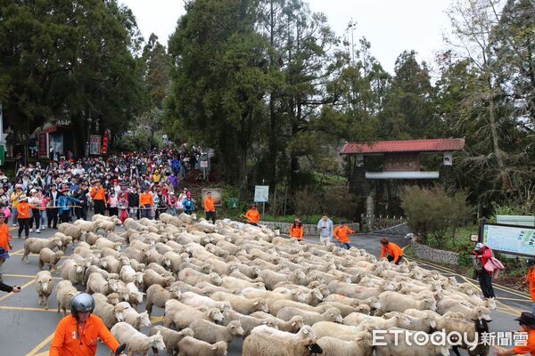 ▲清境農場65週年，奔羊節新春集點抽紅包。（圖／清境農場提供）