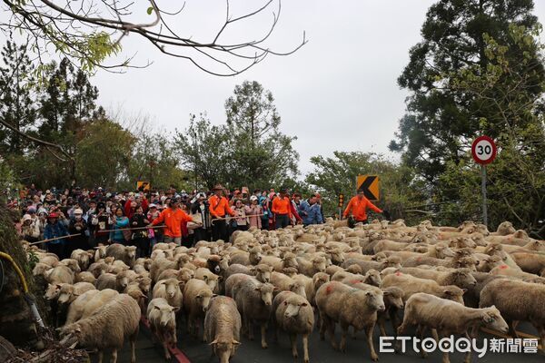 ▲清境農場65週年場慶暨奔羊節系列活動進行中。（圖／資料照片，清境農場提供）