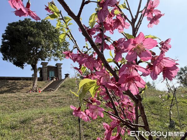 ▲台南山上花園水道博物館櫻花陸續綻放，園區已可見粉白花景，吸引遊客入園賞花。（記者林東良翻攝，下同）
