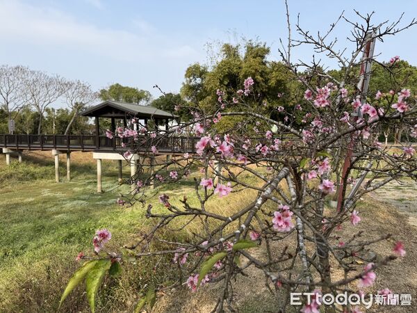 ▲台南山上花園水道博物館櫻花陸續綻放，園區已可見粉白花景，吸引遊客入園賞花。（記者林東良翻攝，下同）