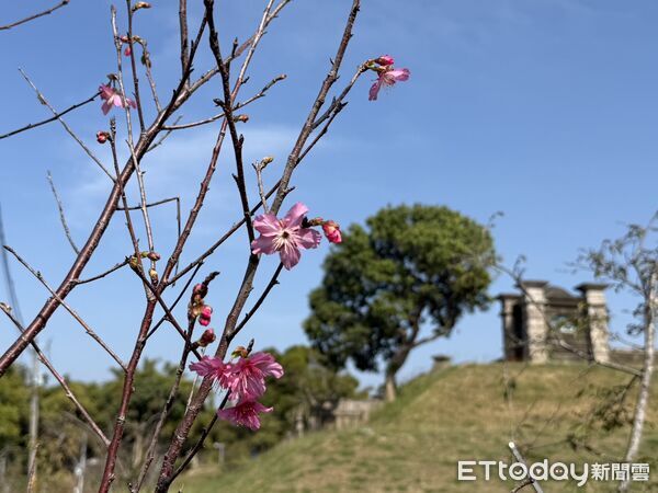 ▲台南山上花園水道博物館櫻花陸續綻放，園區已可見粉白花景，吸引遊客入園賞花。（記者林東良翻攝，下同）