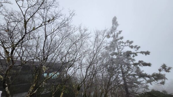 ▲▼今日近中午時許，太平山林木樹枝換上雪白銀妝。（圖／太平山遊樂區提供，下同）