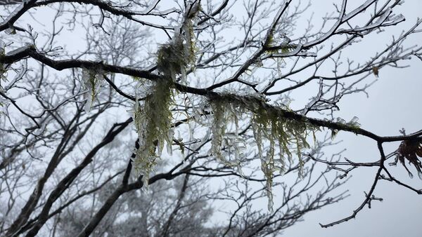 ▲▼今日近中午時許，太平山林木樹枝換上雪白銀妝。（圖／太平山遊樂區提供，下同）
