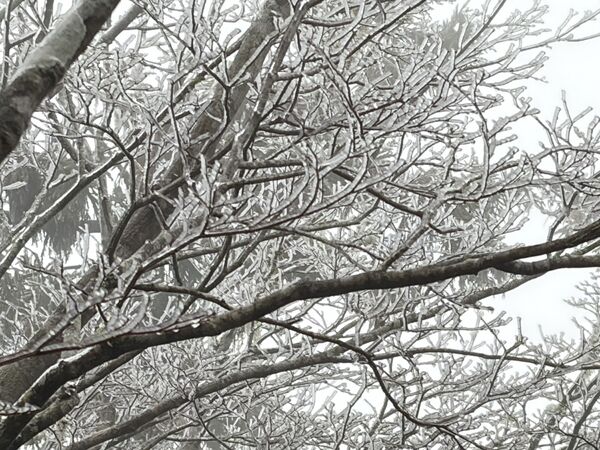 ▲▼今日近中午時許，太平山林木樹枝換上雪白銀妝。（圖／太平山遊樂區提供，下同）