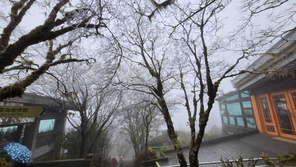 ▲▼今日近中午時許，太平山林木樹枝換上雪白銀妝。（圖／太平山遊樂區提供，下同）