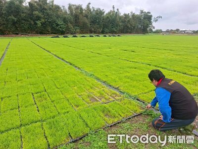 低溫受災！花蓮吉安水稻秧苗可申請現金救助　受理期限至3/2