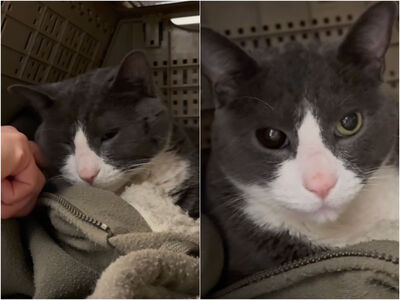 不想分開！貓咪進收容所「緊抱衣服」不放　背後藏主人的愛