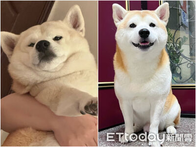 柴柴健檢變「開演現場」！16.2kg巨嬰怕針崩潰