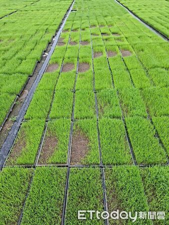 ▲▼受低溫影響，花蓮縣吉安鄉水稻秧苗發生生育受阻受損情形。（圖／花蓮縣政府提供，下同）