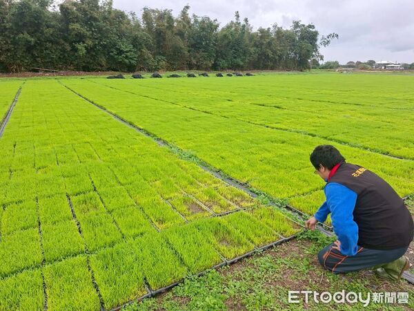 ▲▼受低溫影響，花蓮縣吉安鄉水稻秧苗發生生育受阻受損情形。（圖／花蓮縣政府提供，下同）