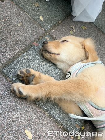 ▲。（圖／Threads@jiruho提供，請勿隨意翻拍，以免侵權。）