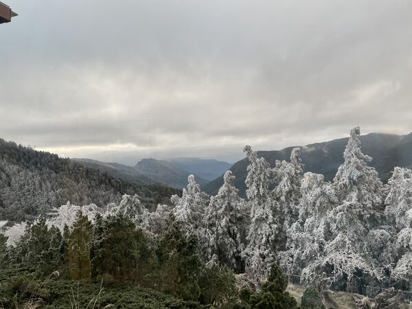 ▲▼太平山國家森林遊樂區，一片霧淞雪白美景。（圖／太平山莊提供，下同）