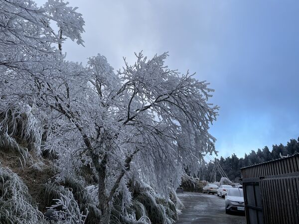 ▲▼太平山國家森林遊樂區，一片霧淞雪白美景。（圖／太平山莊提供，下同）
