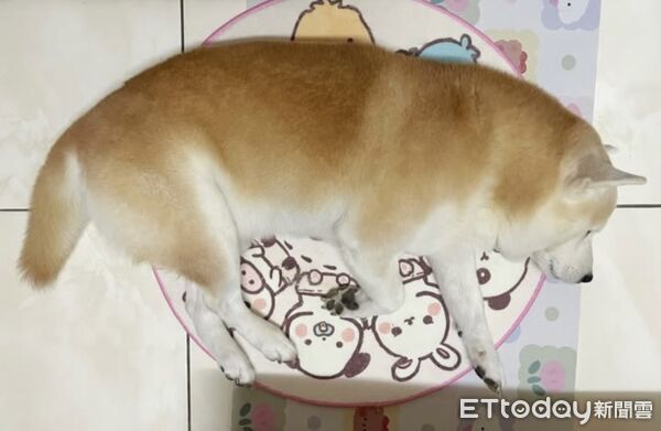 ▲▼柴犬Taki抽血不停哀嚎。（圖／I AM 柴犬 TAKI授權提供，請勿隨意翻拍，以免侵權。）