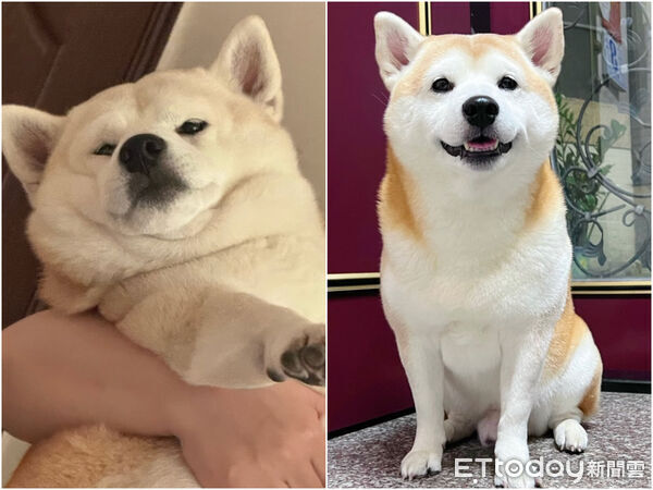 ▲▼柴犬Taki抽血不停哀嚎。（圖／I AM 柴犬 TAKI授權提供，請勿隨意翻拍，以免侵權。）