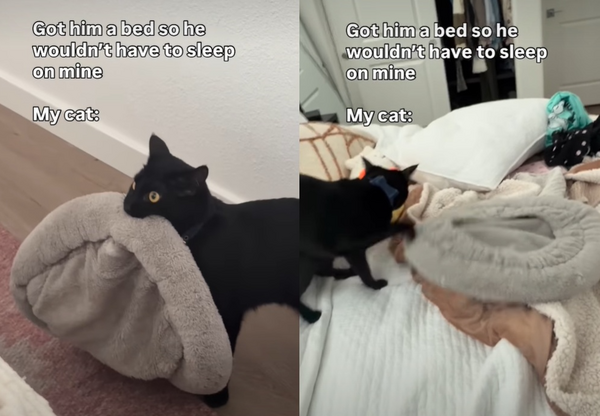 拒絕分開睡！小黑貓硬把「專屬小窩」拖上床　網融化：只想黏著你