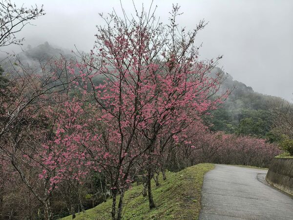▲「悠然秘境小屋」種植約2000株櫻花，今年花季將在大年初一開跑。（圖／業者提供）