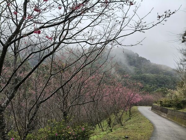 ▲「悠然秘境小屋」種植約2000株櫻花，今年花季將在大年初一開跑。（圖／業者提供）