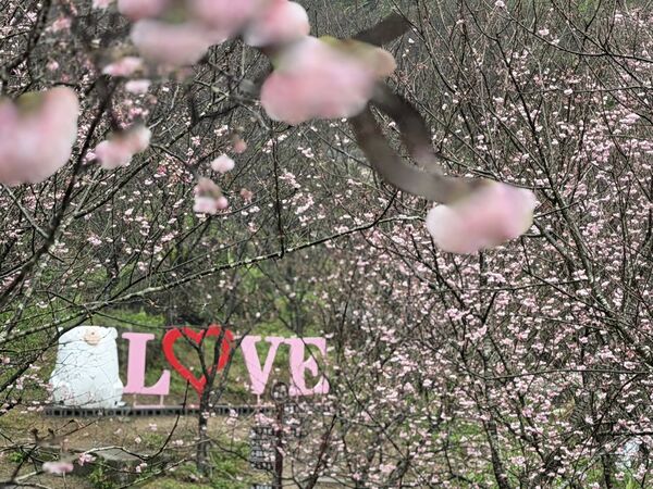 ▲三峽大熊櫻花林香水櫻。（圖／翻攝自Facebook／三峽大熊櫻花林）