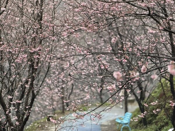 ▲三峽大熊櫻花林香水櫻。（圖／翻攝自Facebook／三峽大熊櫻花林）