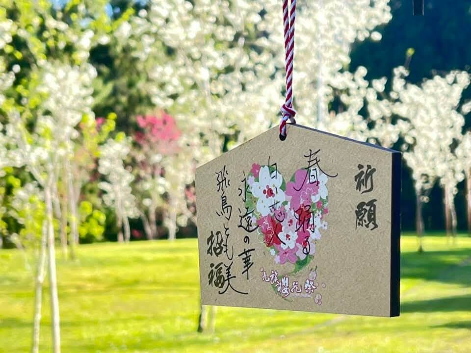 九族櫻花祭,九族文化村,賞櫻,夜櫻,追櫻,日月潭纜車,春遊,火舞,野餐,走春,情人節,紫戀薰衣草（圖／翻攝自影片）