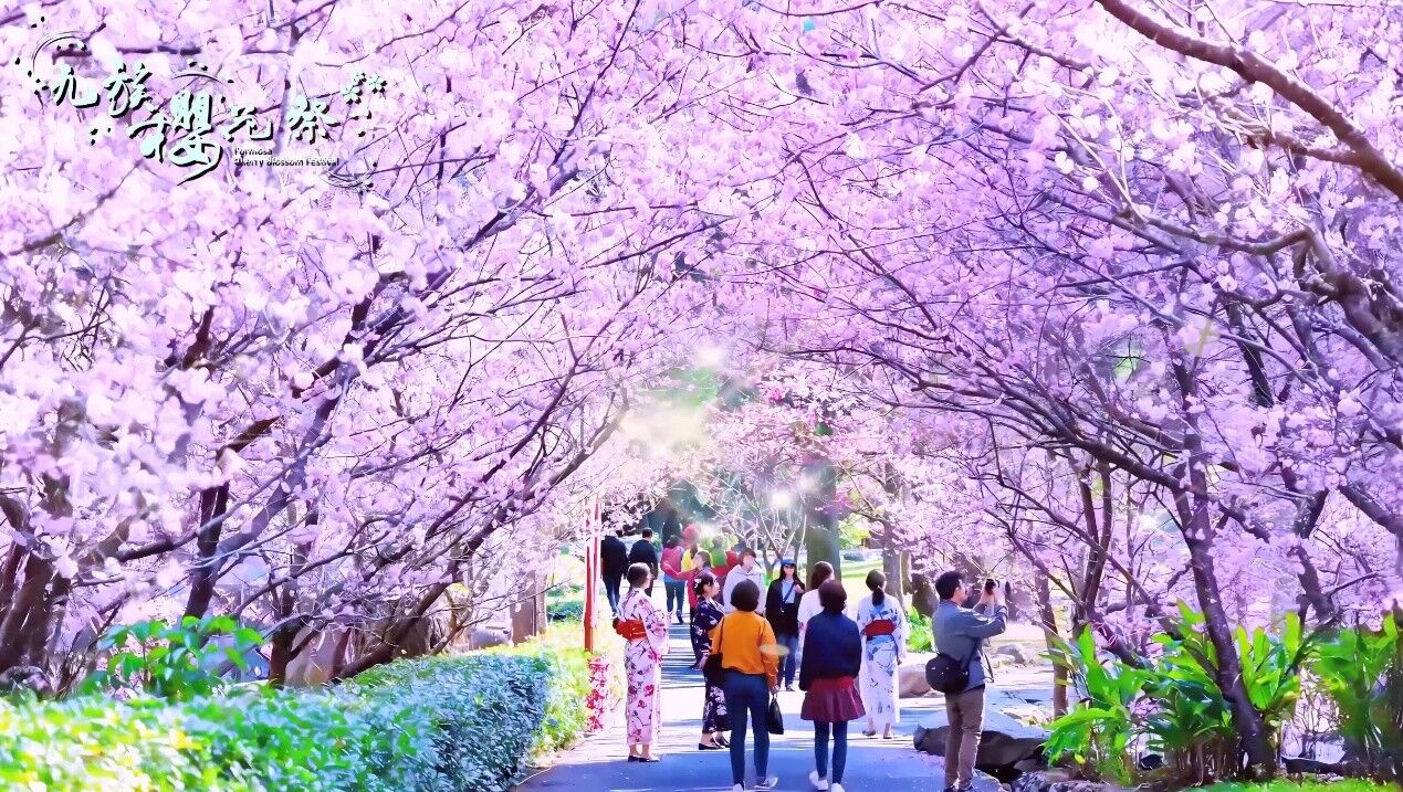 九族櫻花祭,九族文化村,賞櫻,夜櫻,追櫻,日月潭纜車,春遊,火舞,野餐,走春,情人節,紫戀薰衣草（圖／翻攝自影片）