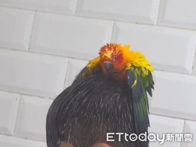 鸚鵡踩「人肉站架」洗澡兼搓背！　爸爸陪淋「雞湯」變修行