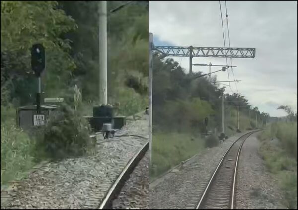 ▲▼台鐵富里車站旁鐵道驚見「移動草叢」！　民眾闖入砍樹揹著走鐵警開罰。（圖／翻攝自臉書）