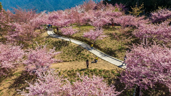 ▲「台灣好行」路線抵達參山轄區各大步道與景點。（圖／參山處提供）