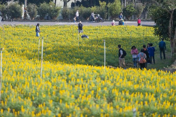 ▲「2026魯冰花季」將於2月26日至3月8日在龍潭登場。（資料照／桃市客家事務局提供）