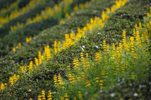 ▲「2026魯冰花季」將於2月26日至3月8日在龍潭登場。（資料照／桃市客家事務局提供）