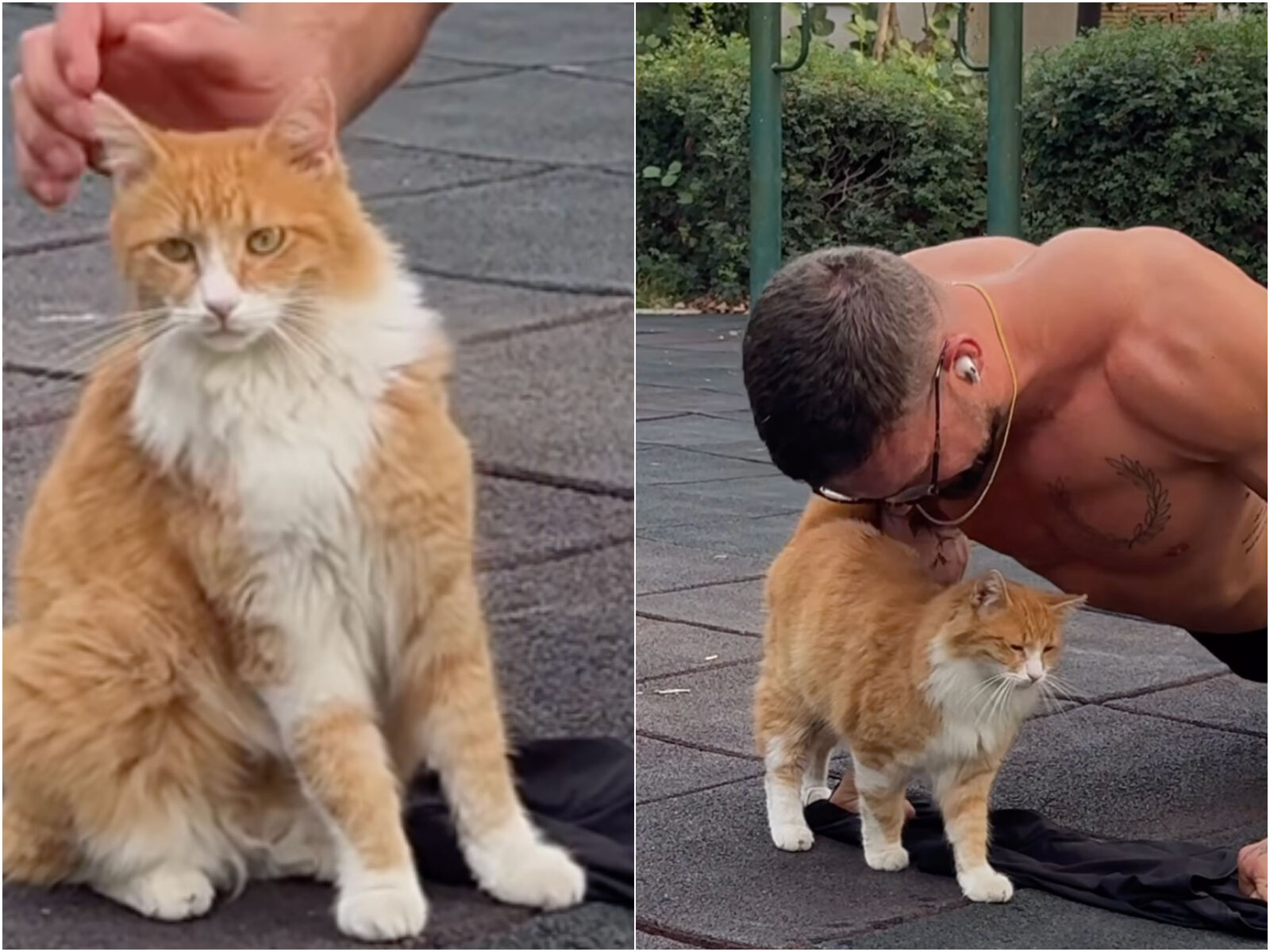 ▲▼大肌肌猛男健身一半...橘貓「鑽胸口討摸」（圖／翻攝自IG。）