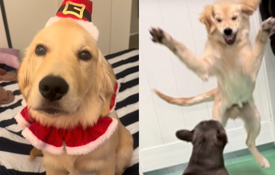 阿金送去安親班放飛自我　主人收「猙獰崩壞照」傻：哪來的恐龍