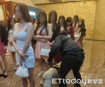 萌犬狂嗅「美腿陣」輸了！台中臨檢14家酒店...細肩帶香香畫面曝
