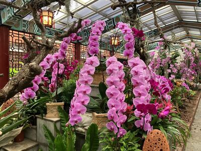 士林「春節花卉展」近千盆蘭花免費看