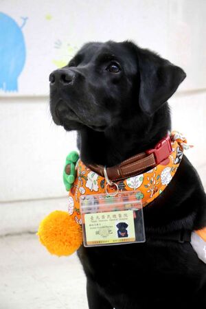 醫療輔助犬Oba退休。（圖／翻攝自北榮官網）