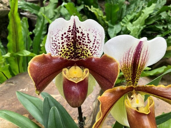 ▲ 2026士林官邸春節花卉展 。（圖／公園處提供）