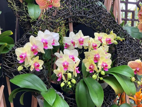 ▲ 2026士林官邸春節花卉展 。（圖／公園處提供）