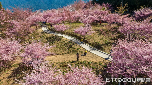 ▲梨山櫻花盛開。（圖／參山國家風景區管理處提供）