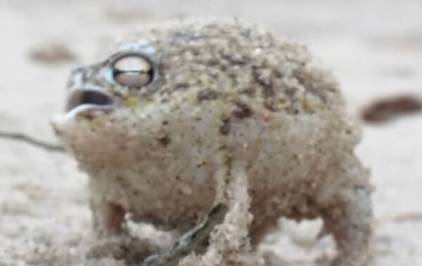 ▲▼沙漠雨蛙。（圖／翻攝自YouTube）