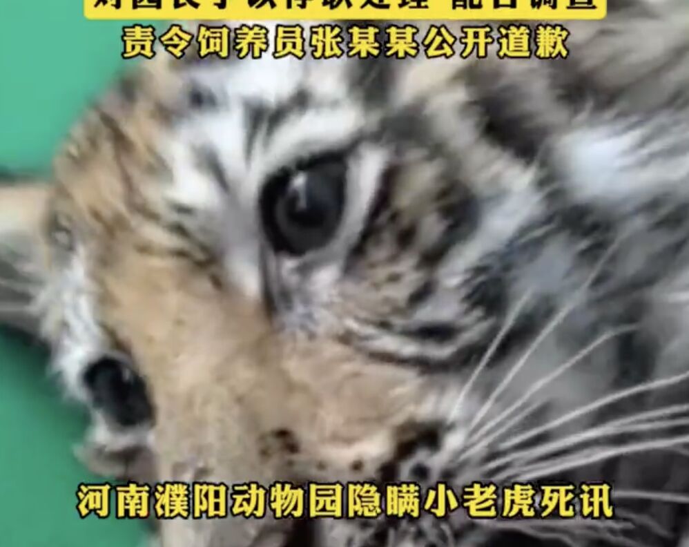 ▲濮陽動物園明星小老虎「暖暖」離世，園方遭爆料用過去影片欺騙粉絲抖內。（圖／翻攝微博）
