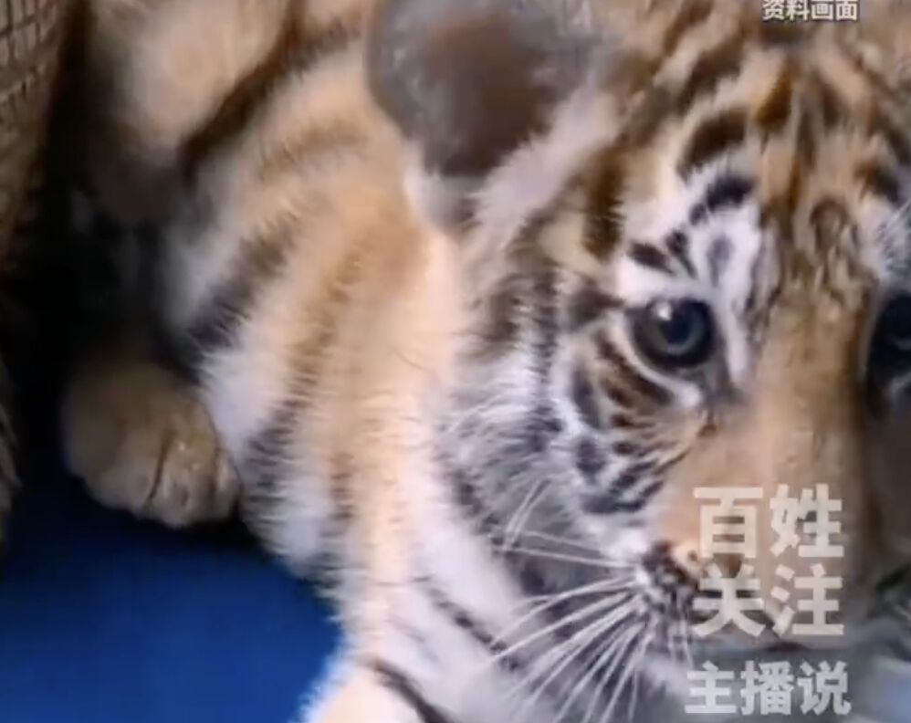 ▲濮陽動物園明星小老虎「暖暖」離世，園方遭爆料用過去影片欺騙粉絲抖內。（圖／翻攝微博）