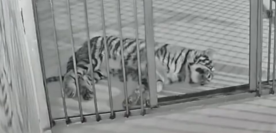 ▲濮陽動物園明星小老虎「暖暖」離世，園方遭爆料用過去影片欺騙粉絲抖內。（圖／翻攝微博）