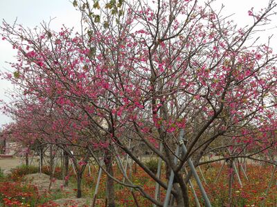 秒飛日本！彰化芬園5公頃粉紅花海大爆發　櫻花隧道超浪漫